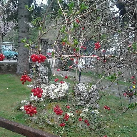 Myosotis פסקאסרולי