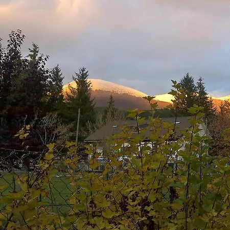 Myosotis * פסקאסרולי