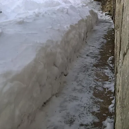 Myosotis * פסקאסרולי