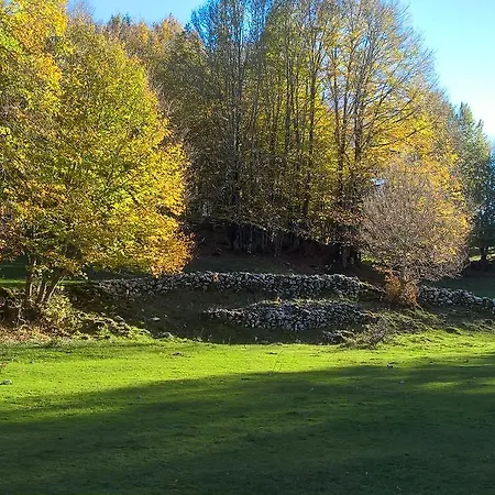 לינה וארוחת בוקר Myosotis פסקאסרולי