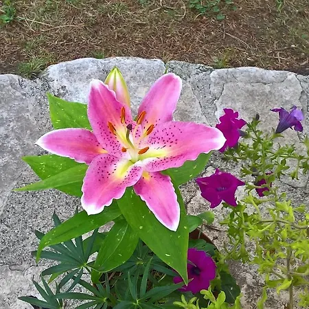 Myosotis פסקאסרולי