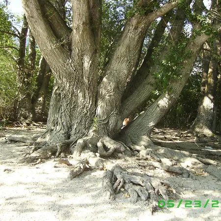 לינה וארוחת בוקר Myosotis *