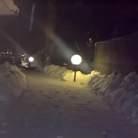 Myosotis פסקאסרולי