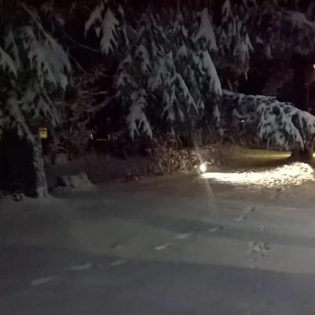 Myosotis פסקאסרולי