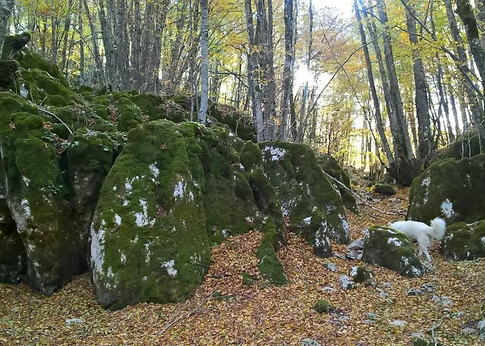 Myosotis Отель типа 