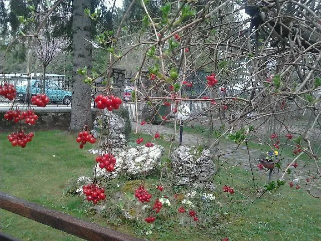 Myosotis Пескассероли