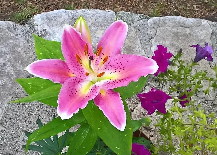 Myosotis Пескассероли